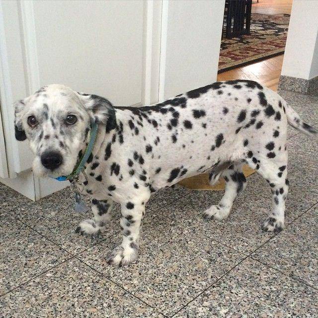 Instagram.com/corgimatian