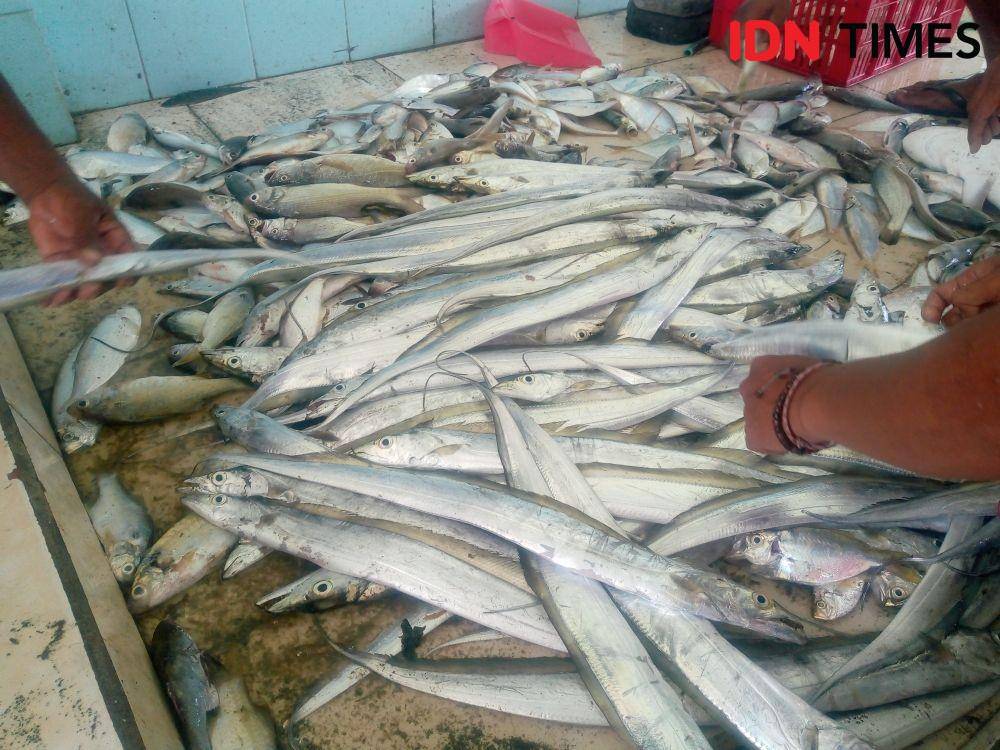 Ikan layur tangkapan nelayan Pantai Samas
