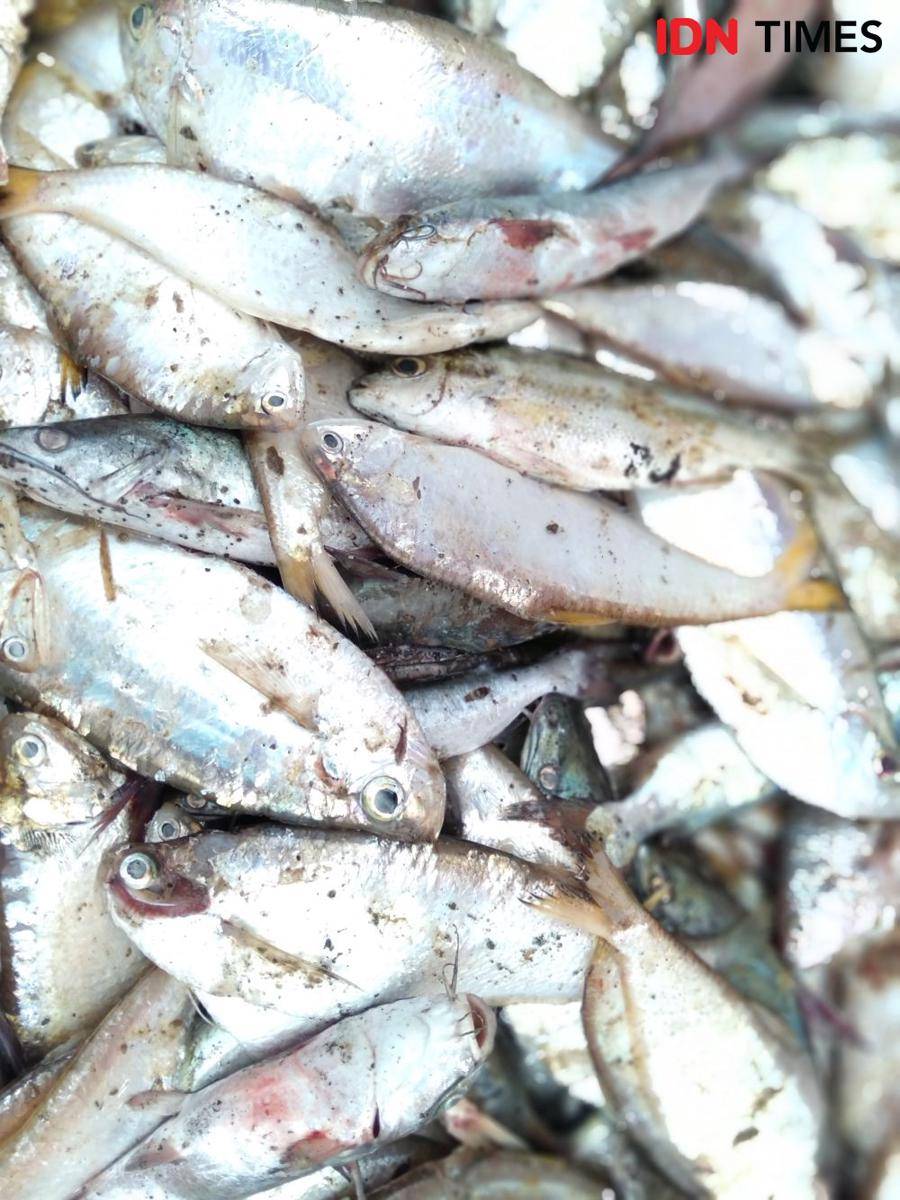 Ikan teri tangkapan nelayan Pantai Samas. IDN Times/Daruwaskita