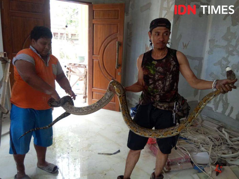 Anggota Semarangker menunjukan seekor ular berukuran besar yang meneror rumah warga. Dok Semarangker