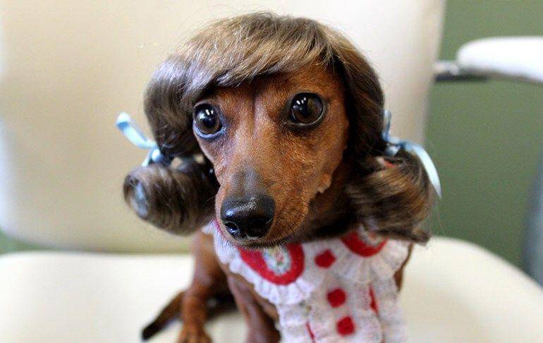 Somepets.com