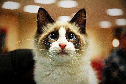 Weheartit.com