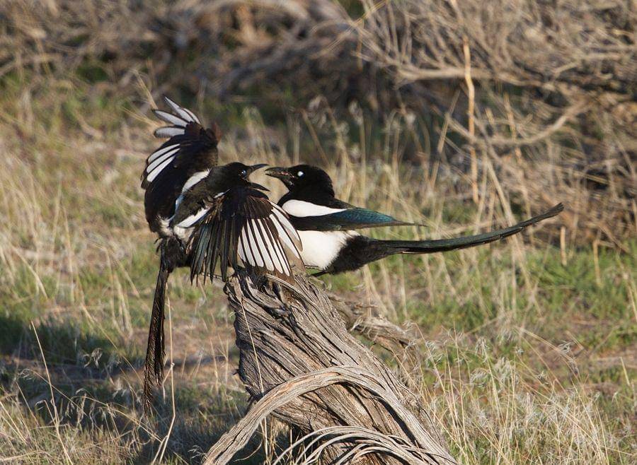 featheredphotography.com