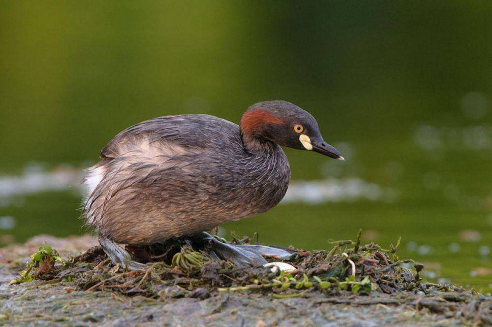nzbirdsonline.org.nz