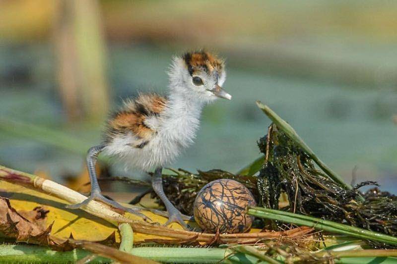 stellenboschbirds.com