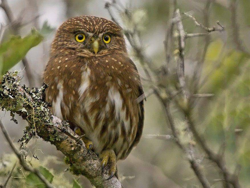 ebird.org