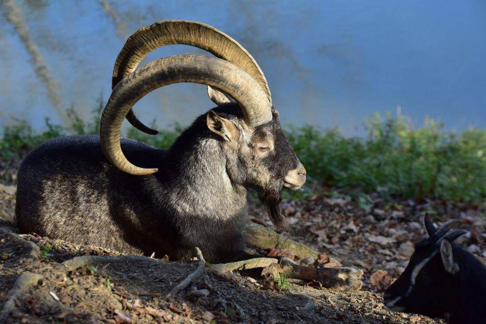 tierparkstadthaag.at