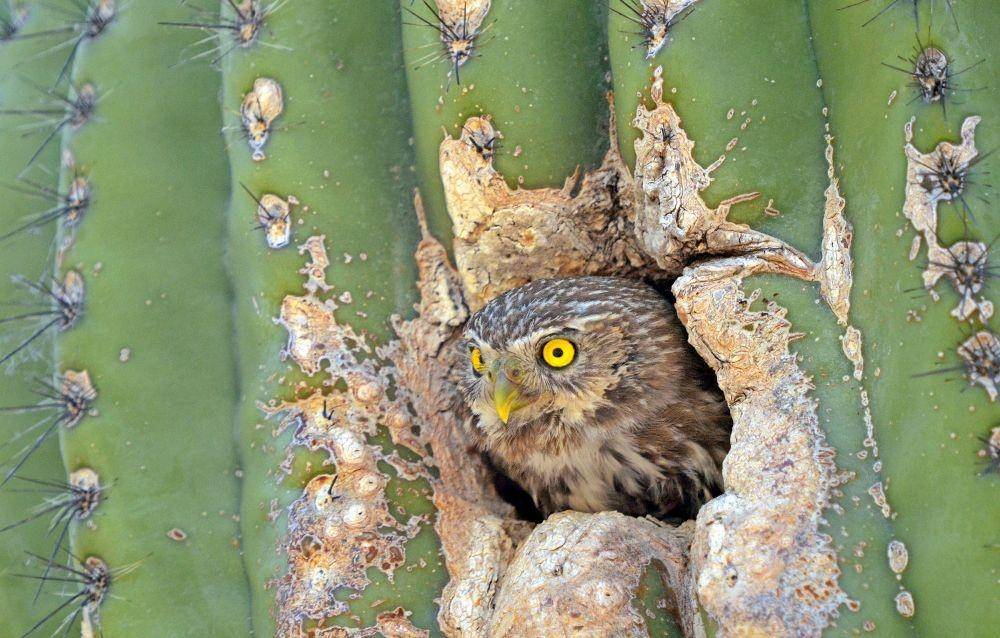 audubon.org