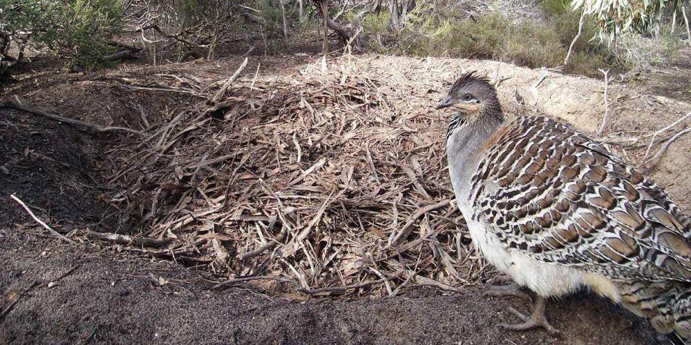 epmalleefowl.com.au