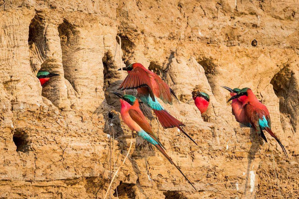shentonsafaris.com