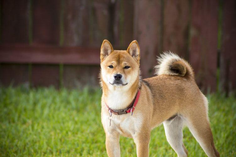 5 Jenis Anjing yang Jarang Menggonggong, Gak Berisik