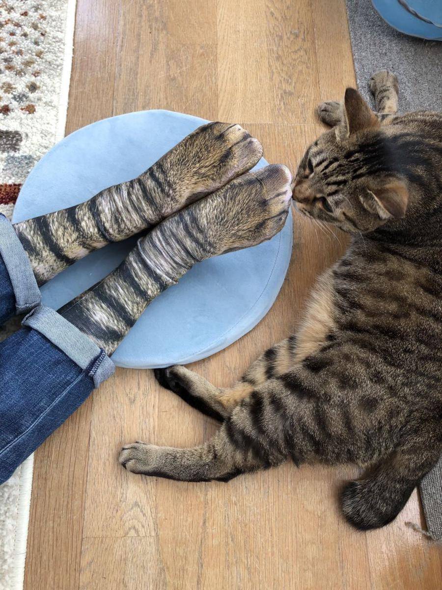 kaus kaki kucing (twitter.com/presentcorrect)