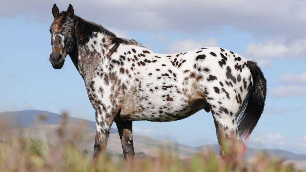 horsetvlive.com