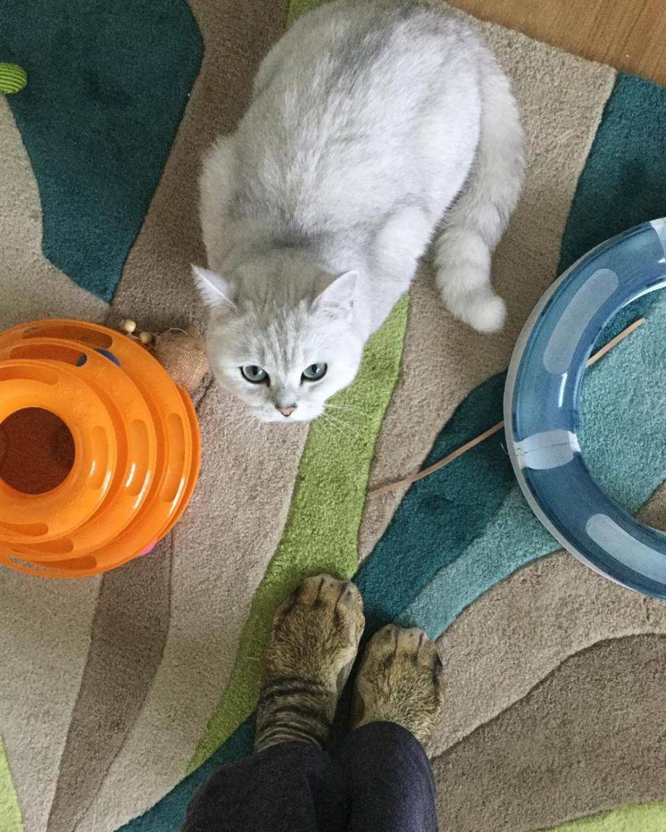kaus kaki kucing (instagram.com/indy_the_cat_proudly_presents)