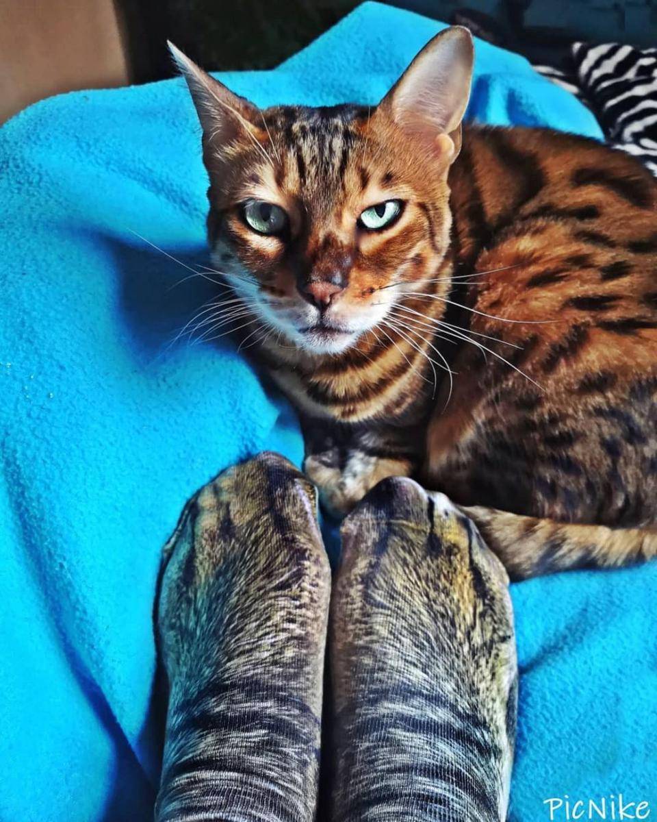 kaus kaki kucing (instagram.com/picnike_)