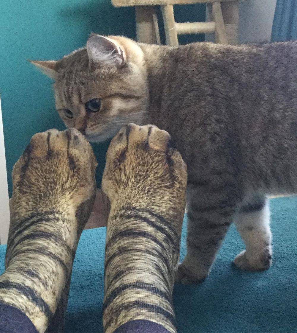 kaus kaki kucing (instagram.com/indy_the_cat_proudly_presents)