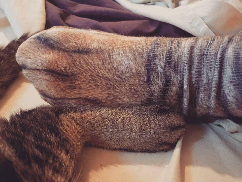 kaus kaki kucing (instagram.com/lawri_tee)