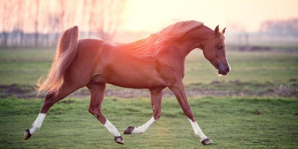 helpfulhorsehints.com