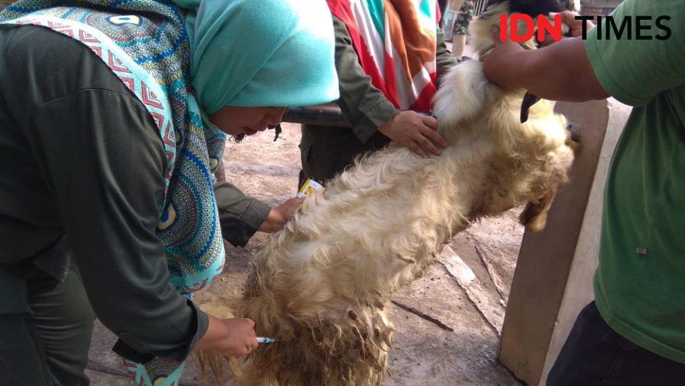 Cegah Penularan Antraks, Pemkab Bantul Cek Ternak yang Dijual