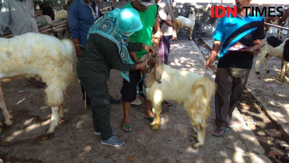 Pemeriksaan kesehatan ternak yang akan dijual di pasar hewan.  IDN Times/Daruwaskita