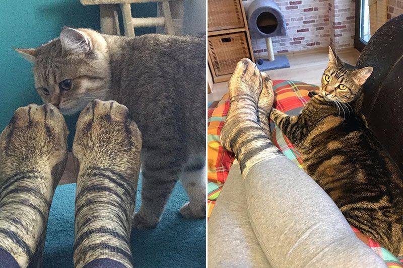 kaus kaki kucing (instagram.com/indy_the_cat_proudly_presents | instagram.com/veltenbummler)