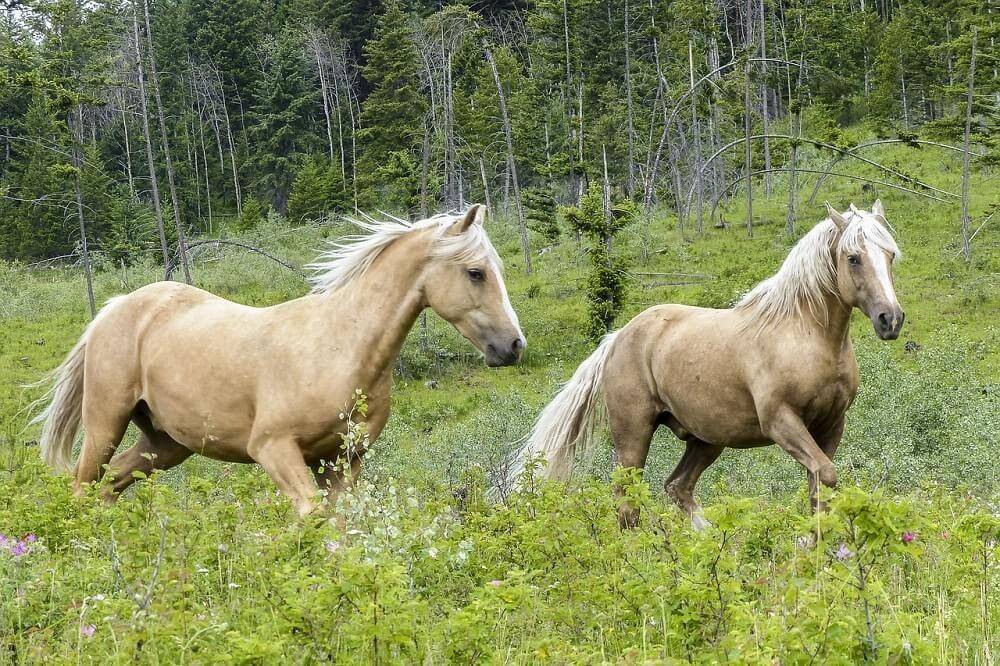 horsesandfoals.com