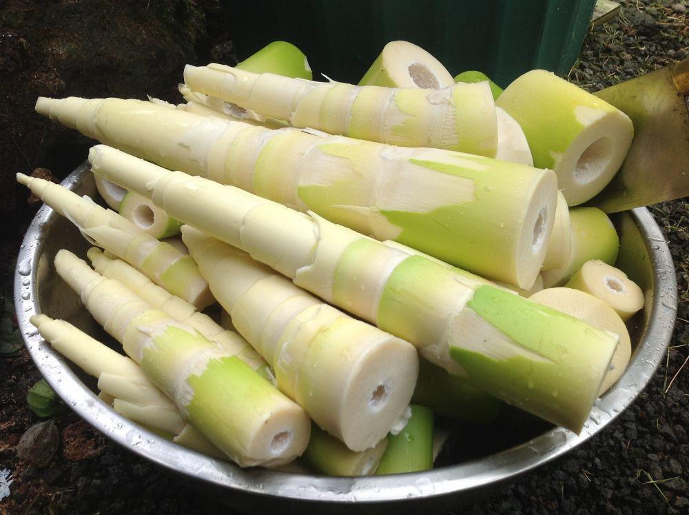 Menakjubkan, 5 Manfaat Rebung untuk Kesehatan Tubuh