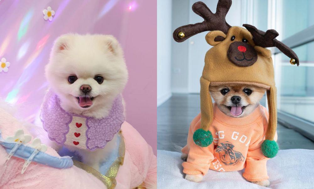 Gemes Banget! 5 Pomeranian Selebdog Instagram yang Wajib Kamu Follow