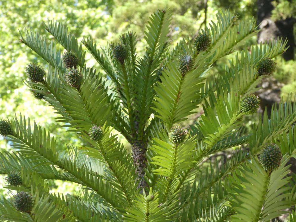 artandscienceofhorticulture.weebly.com