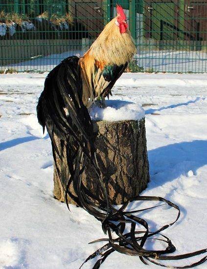 domesticforest.com