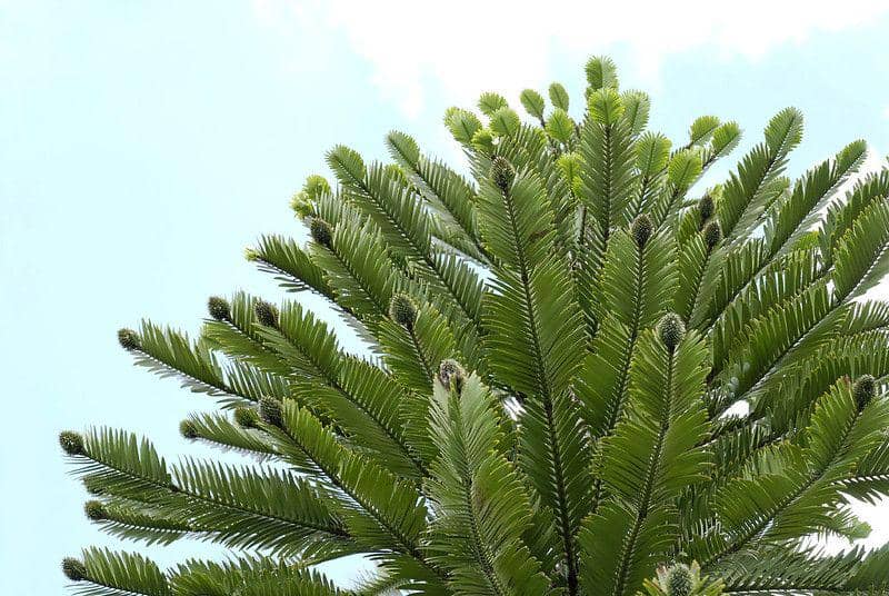 5 Fakta Unik Wollemia, Pohon Tertua dan Terlangka di Dunia