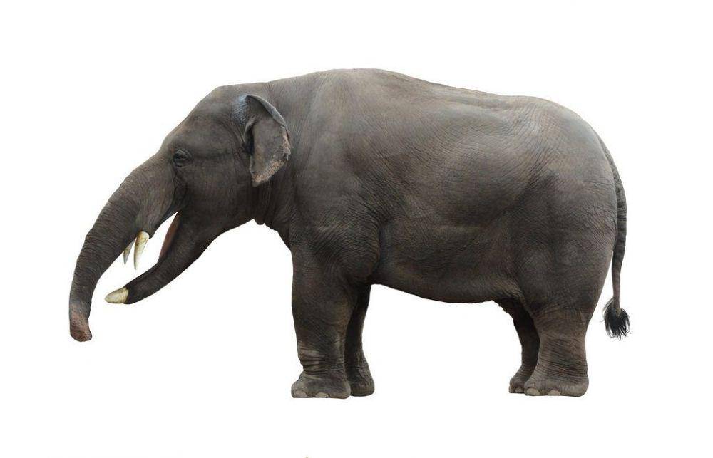 extinctanimals.org