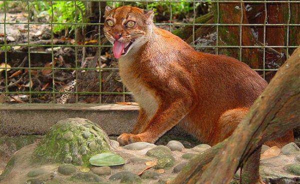 wildcatfamily.com