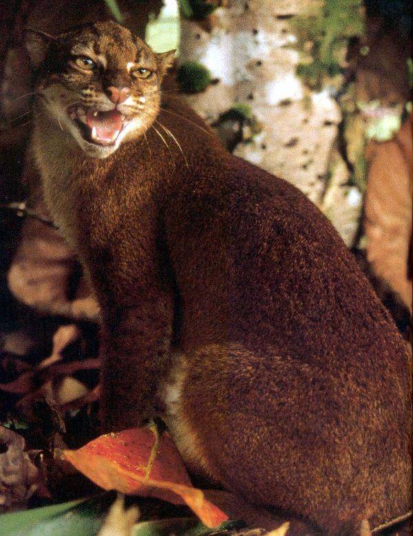 smallwildcats.com