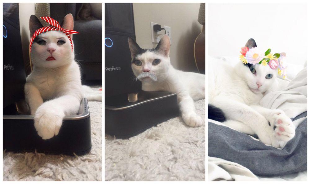 Eksis abis! 10 potret kucing yang juga hobi pakai filter snapchat