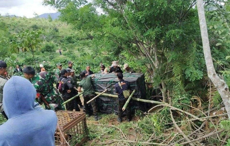 Satga penyelematan membawa Harimau Sumatera yang masuk box trap yang dipasang di Desa Plakat, Kecamatan Semendo Darat Ulu, Kabupaten Muaraenim, Sumsel/IDN Times/Istimewa