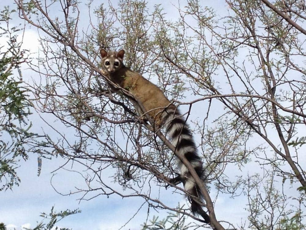 centexwildlifecontrol.com