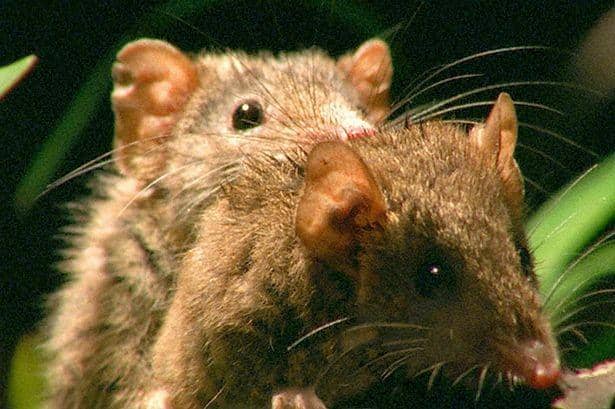 Antechinus, Mamalia Kecil yang Kuat Berhubungan Seks Selama 14 Jam