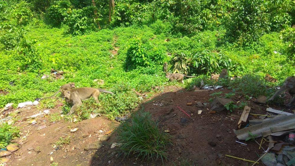 Kawanan monyet berburu makanan di kawasan perbatasan hutan lindung dan pemukiman rumah warga. (IDN Times/Wildan Ibnu)