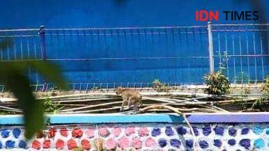 Tampak seekor monyet sedang melintasi pagar sungai dekat pemukiman warga Desa Cibeureum Kabupaten Kuningan. (IDN Times/Wildan Ibnu)
