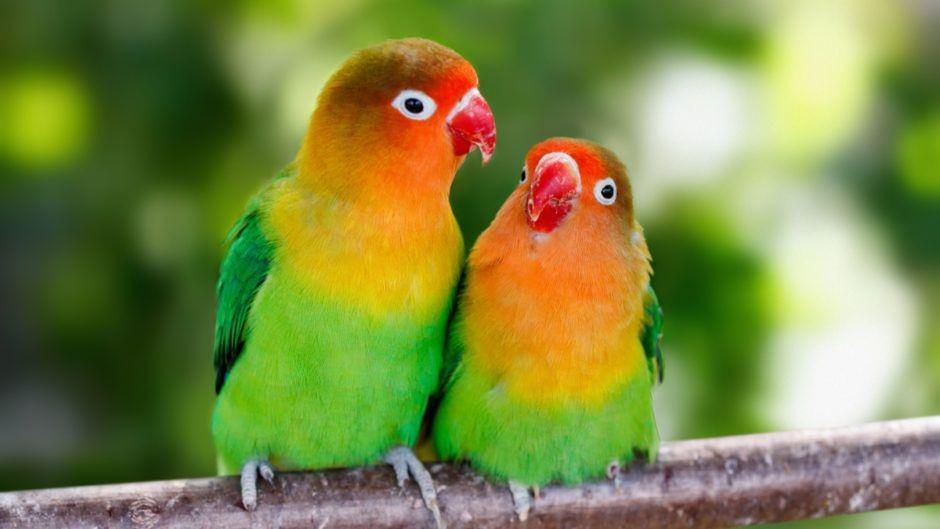 7 Penyakit yang Paling Banyak Dialami Love Bird, Pemilik Wajib Tahu!