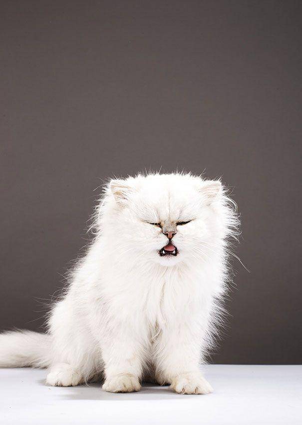 Kucing bersin. (aufeminin.com)
