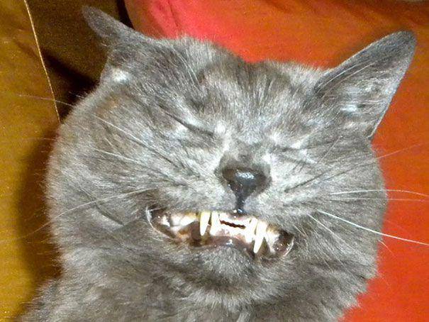 Kucing bersin. (amworld.ru)