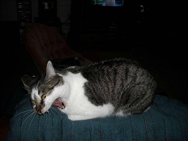Kucing bersin. (theecology.ru)