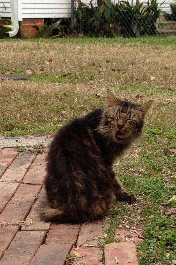 Kucing bersin. (watson.ch)