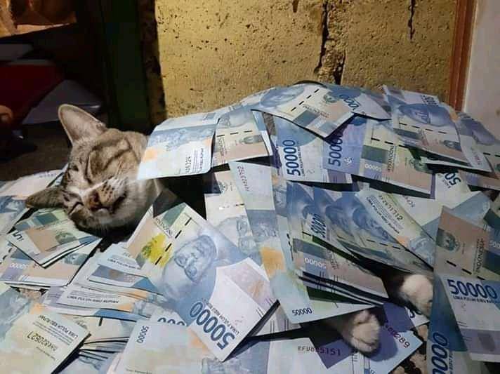 Instagram.com/kami.pecintakucing