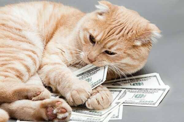 Catster.com