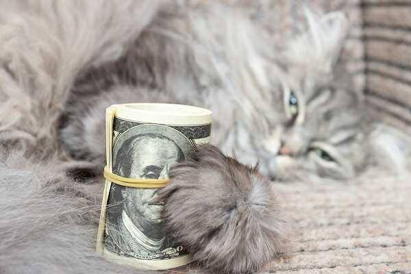 Catster.com