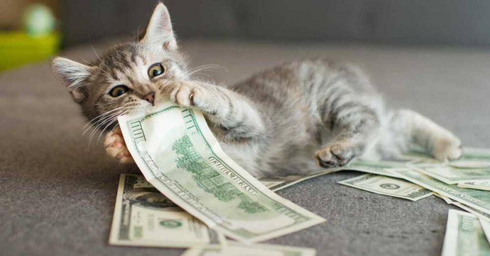 Catingonpost.com