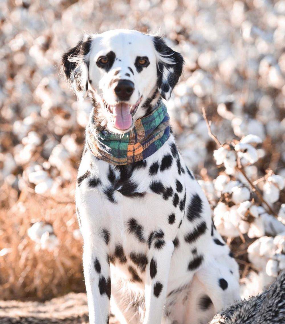 instagram.com/charlie.the.dalmatian